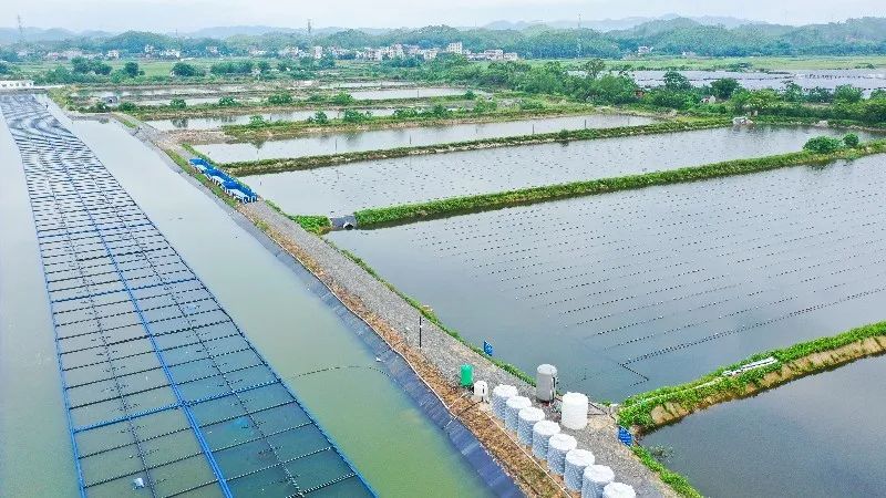广西广播电视台报道中化学生态环境公司承建康熙岭养殖尾水生态治理项目进展：清清“尾水”起欢歌