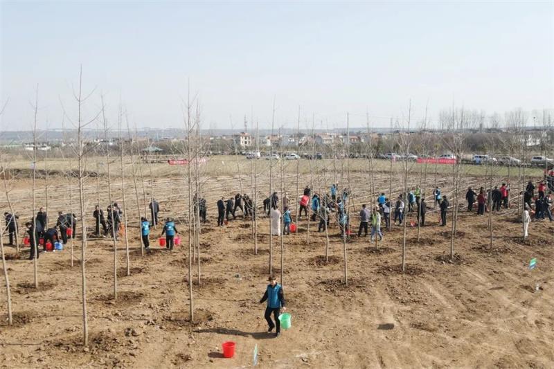 中化学生态环境公司西北分公司组织植树节义务植树活动