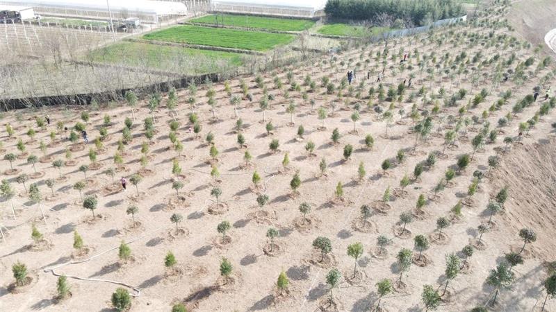 陕西省义务植树活动在中国化学生态公司长安山水项目举行