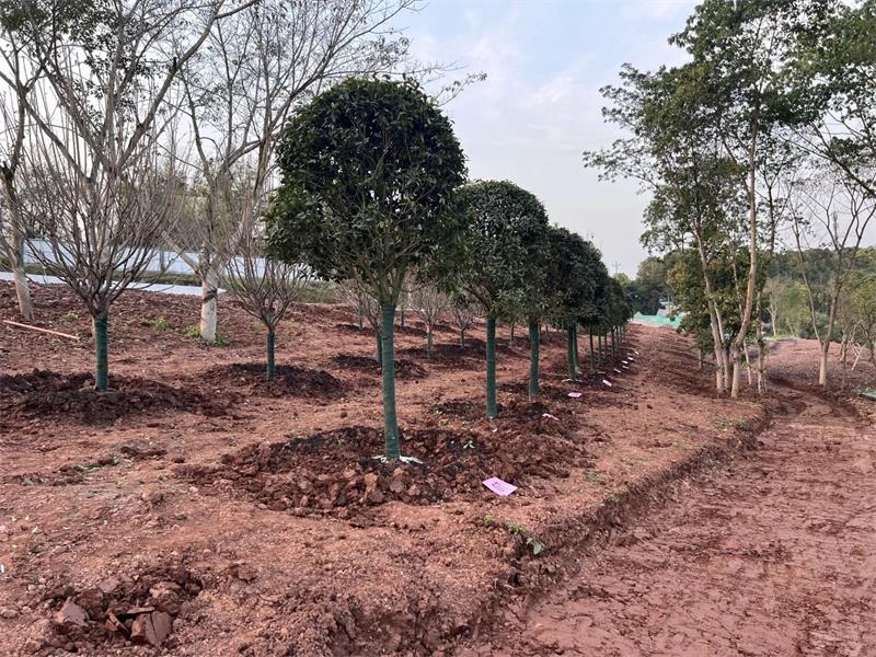 重庆市南岸区义务植树活动在中国化学生态公司苦竹溪生态修复项目举行